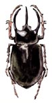 insect