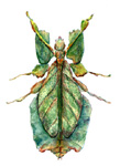 insect